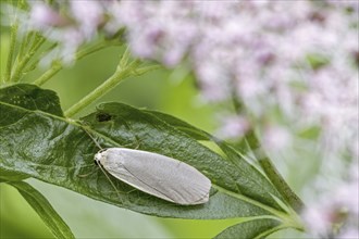 Dingy footman (Bombyx griseola) (Collita griseola), moth of the family Erebidae on leaf in summer