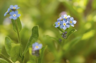 Blue flowers of the forget-me-not (Myosotis), Bavaria, Germany, Europe