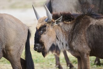 Blue wildebeest (Connochaetes taurinus) standing in the dessert, captive, distribution Africa