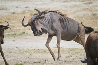 Blue wildebeest (Connochaetes taurinus) running in the dessert, captive, distribution Africa