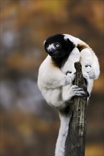 Crowned sifaka (Propithecus coronatus), captive, occurring in Madagascar, Malaysia, Asia