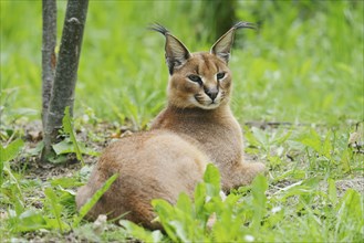 Caracal (Caracal caracal), captive, occurring in Africa