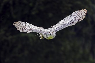 Snowy Owl (Nyctea scandiaca) in flight, Scandinavia