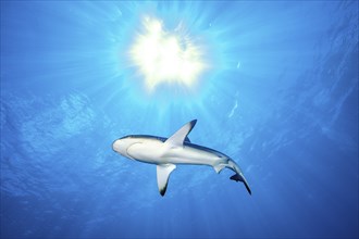 Grey reef shark (Carcharhinus amblyrhynchos) swimming backlit under the sun through open water blue