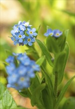 Blue flowers of the forget-me-not (Myosotis), Bavaria, Germany, Europe