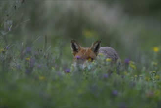 Red fox (Vulpes vulpes) adult animal hiding amongst summer wild flowers, Essex, England, United