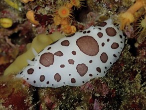 Leopard snail (Discodoris atromaculata), dive site marine reserve Cap de Creus, Rosas, Costa Brava,