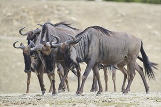 Blue wildebeest (Connochaetes taurinus) walking in the dessert, captive, distribution Africa