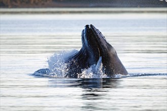 Humpback whale (Megaptera novaeangliae), fishing in the harbour of Reykjavik, Iceland, Europe