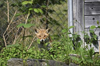 Red fox (Vulpes vulpes), standing in front of a henhouse, captive, Switzerland, Europe