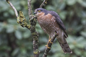 Eurasian sparrowhawk (Accipiter nisus), Emsland, Lower Saxony, Germany, Europe