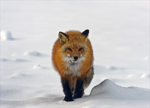 Red fox (Vulpes vulpes) in thick winter fur, in snowy landscape, snow crystals on face, Northwest