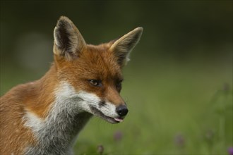 Red fox (Vulpes vulpes) adult animal sticking its tongue out, Essex, England, United Kingdom,