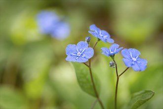 Blue flowers of the forget-me-not (Myosotis), Bavaria, Germany, Europe