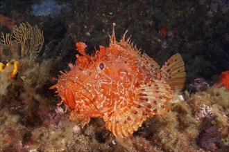 Portrait of red scorpionfish (Scorpaena scrofa), sea sow, in the Mediterranean Sea near Hyères.