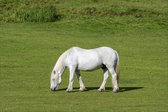 White domestic horse in a meadow, Isle of Mull, Scotland, Great Britain