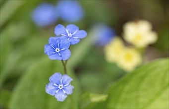 Blue flowers of the forget-me-not (Myosotis), Bavaria, Germany, Europe