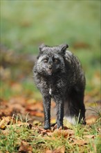 Red fox (Vulpes vulpes), silver phase or silver fox in autumn, captive, Germany, Europe