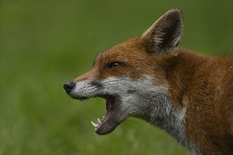 Red fox (Vulpes vulpes) adult animal yawning with its mouth open, Essex, England, United Kingdom,