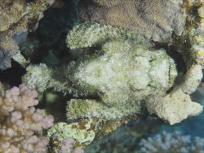 Fringed dragonhead (Scorpaenopsis oxycephala) from above, dive site House Reef, Mangrove Bay, El