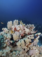 Well camouflaged tassled scorpionfish (Scorpaenopsis barbata), Marsa Shona Reef dive site, Red Sea,