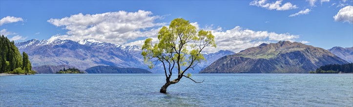 Crack willow (Salix fragilis), Wanaka tree, Lake Wanaka, Otago, New Zealand, Oceania