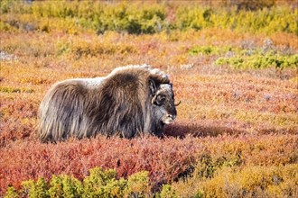 Musk ox (Ovibos moschatus), in Dovrefjell, Norway, calf, young animal, cubs, Dovrefjell,