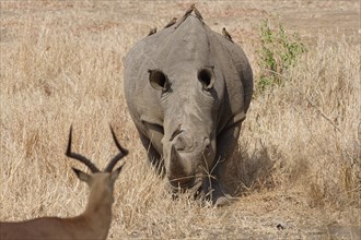 Southern white rhinoceros (Ceratotherium simum simum), adult male with a flock of red-billed