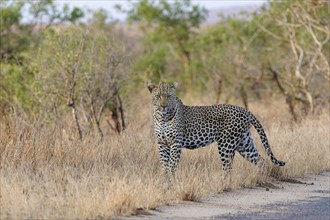 African leopard (Panthera pardus pardus), adult male standing by the side of the road, facing