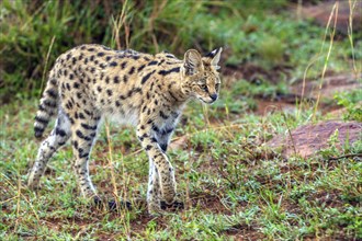 Serval (Leptailurus serva), Africa, Kenya, Masai Mara, Masai Mara, Africa