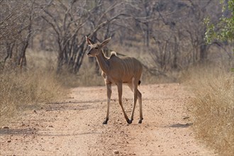 Greater kudu (Tragelaphus strepsiceros), adult female walking on dirt road, Kruger National Park,