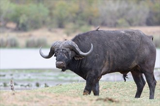 Cape buffalo (Syncerus caffer caffer), adult male walking on the banks of the Letaba River, two