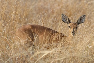 Steenbok (Raphicerus campestris), adult female standing in tall dry grass, looking at camera,