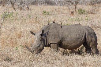 Southern white rhinoceros (Ceratotherium simum simum), adult male feeding on grass with a flock of