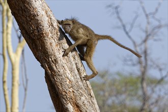 Chacma baboon (Papio ursinus), adult monkey descending from a tree, looking at camera, alert,