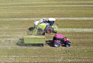 Aerial view of forage harvesting on an organic farm. A forage harvester transports the chopped