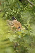 Red fox (Vulpes vulpes), close-up of a young fox hiding in the green foliage