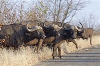 Cape buffaloes (Syncerus caffer caffer), herd crossing the asphalt road, Kruger National Park,