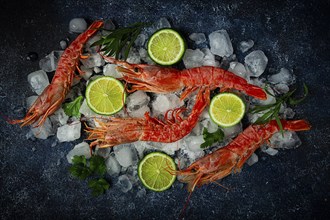 Langoustines, Australian, freshly frozen on ice, top view, lime and greens