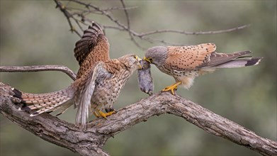 Common kestrel (Falco tinnunculus), male and female, pair, handing over food, with vole as prey,