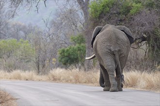 African bush elephant (Loxodonta africana), adult male walking on the asphalt road, back view,