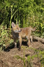 Red fox (Vulpes vulpes), young fox