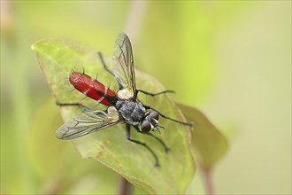 Bicoloured caterpillar fly (Cylindromyia bicolor), Provence, Southern France