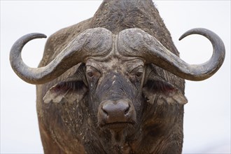 Cape buffalo (Syncerus caffer caffer), adult male looking at camera, animal portrait, close-up of