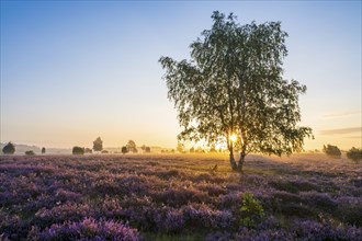 Heath landscape, flowering common heather (Calluna vulgaris), birch (Betula), backlit at sunrise,