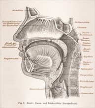 Medicine, anatomy, illustration of a section through the human head with mouth, nose and throat in