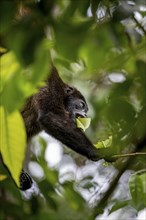 Mantled howler (Alouatta palliata) eating leaves in a tree, Cahuita National Park, Costa Rica,