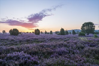 Heath landscape, flowering common heather (Calluna vulgaris), in front of sunrise, Lüneburg Heath,