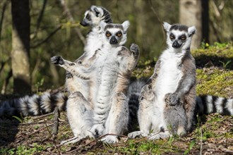 Ring-tailed lemur (Lemur catta), sunbathing, France, Europe