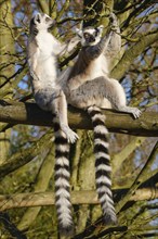 Two ring-tailed lemur (Lemur catta) sitting in a tree, occurrence Madagascar, captive, North